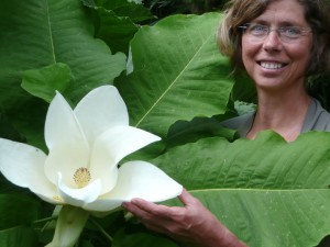 Magnolia macrophylla in unserem Garten 2011